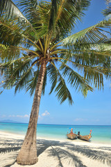 Coconut palms on the beach, Thailand