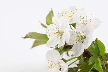 Fototapeta premium Cherry blossoms