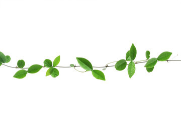 vine isolated on white background . © zhu difeng