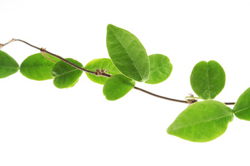 vine isolated on white background .
