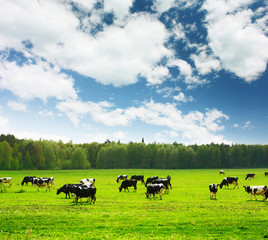 Cows on green meadow and blue sky with clouds