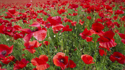 Obraz premium prato di Papaveri