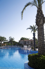 palm trees near blue pool in luxury tourist resort