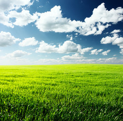 Obraz premium Meadow