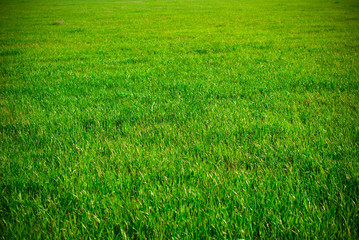 Obraz na płótnie Canvas background of grass