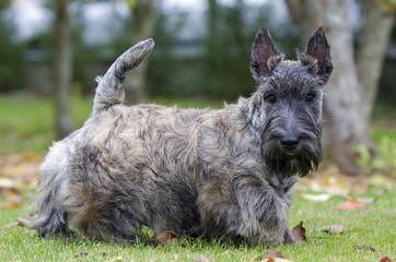jeune scottish terrier bringé de profil © CallallooFred