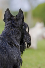 scottish terrier de dos regardant au loin