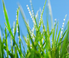 Grass