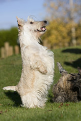 scottish terrier dressé sur les pattes arrières