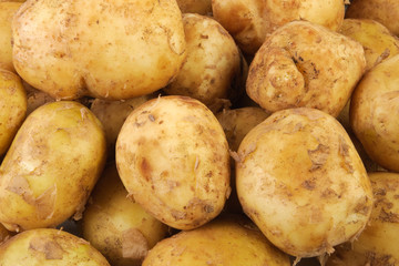 Young raw potato as background