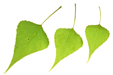 three Poplar leaf