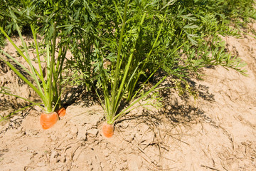 Fresh carrots in soil on field