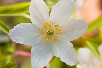 White anemone