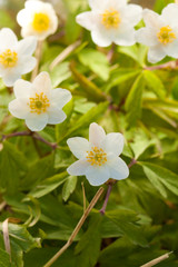 White anemone