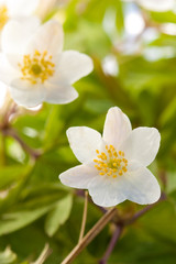 White anemone macro close up in nature