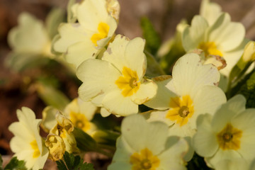 Yellow primrose