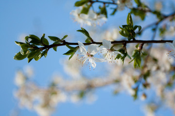 White flower