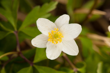 White anemone