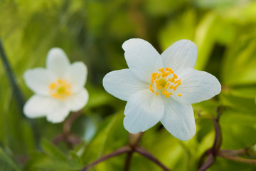 White anemone