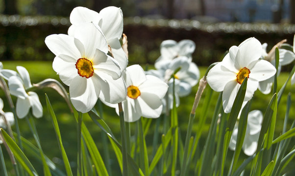 Jonquilles blanches - Narcissus jonquilla