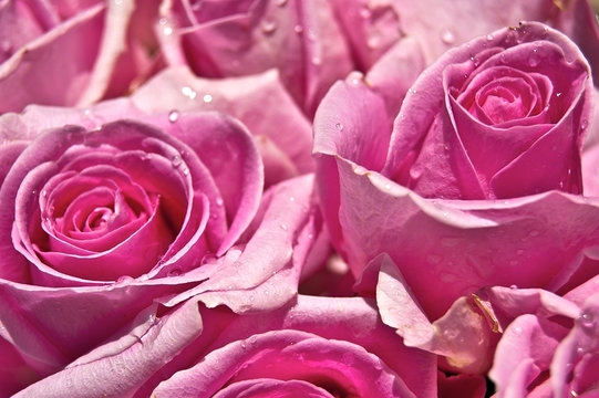 Fototapeta Roses roses