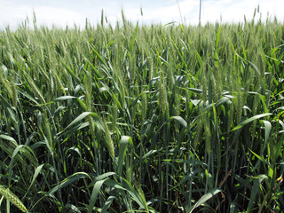 TOSCANA - CAMPO DI GRANO VERDE