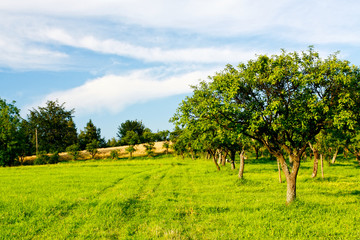 Fototapeta na wymiar Apple orchard