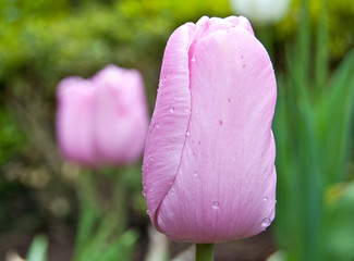 Tulipes rose et blanche