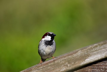 Haussperling - Passer domesticus
