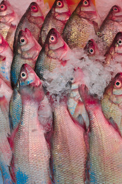 Fische