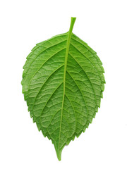 leaf