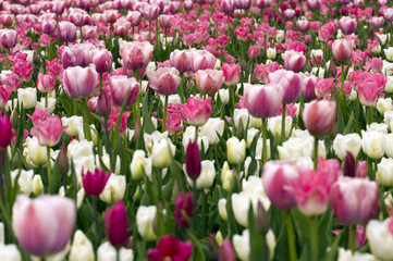 Fields of tulips