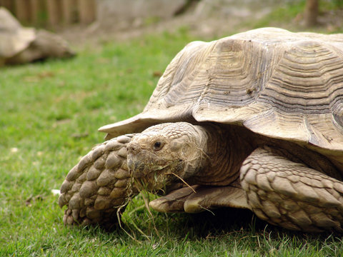 Schildkr&ouml;te