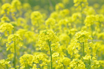 Obraz premium 葉の花の畑