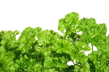 Parsley on white.