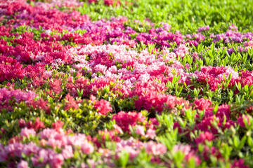 Obraz premium ツツジ