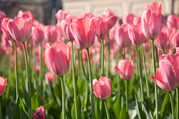 City flowers in the spring