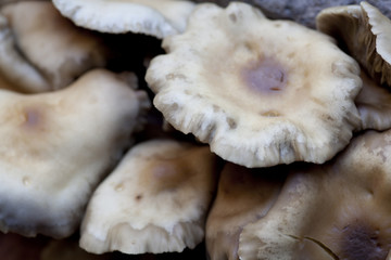Mushrooms from Above