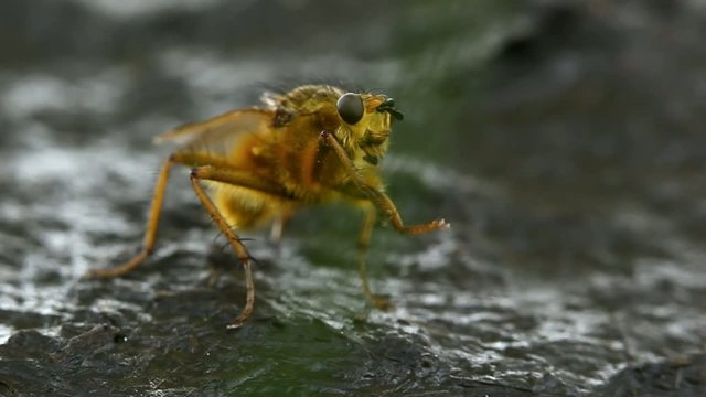 Extreme macro of a yellow dung fly (Scathophaga stercoraria)