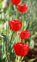 Fototapeta premium Spring tulip