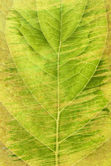 Vintage leaf