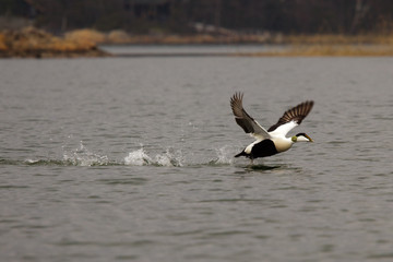 Eider male