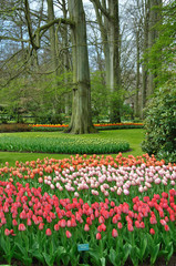Parc des tulipes