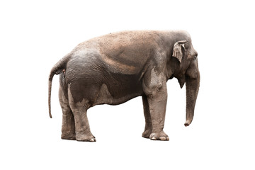 Obraz premium elephant