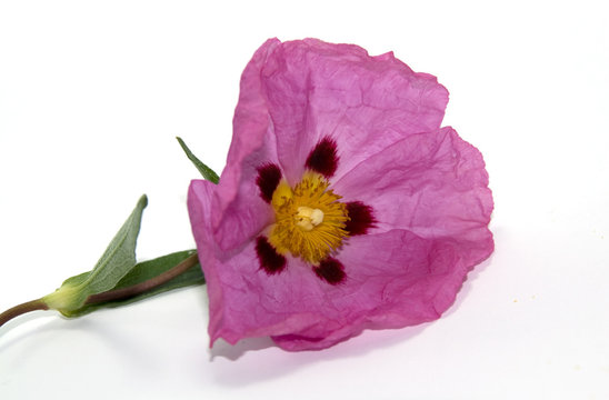 fleur de ciste
