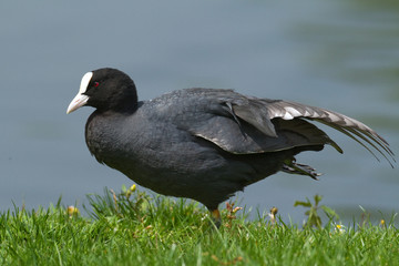 Foulque macroule - Common Coot (fulica atra)