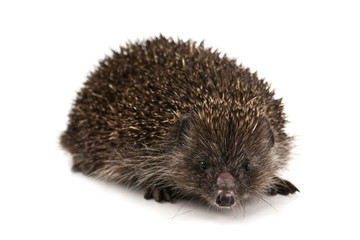 hedgehog