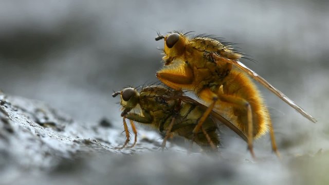 Mating yellow dung fly pair (Scathophaga stercoraria)