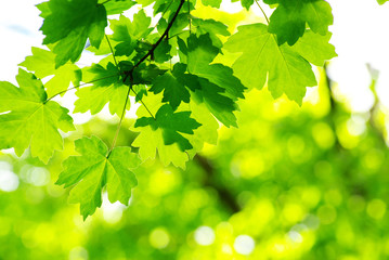 Fototapeta premium green leaves