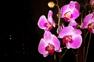 orchid